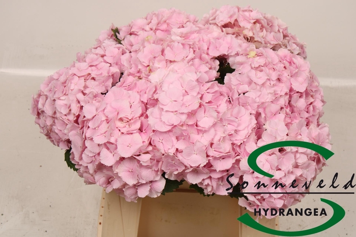 <h4>HYDR M CH VERENA</h4>