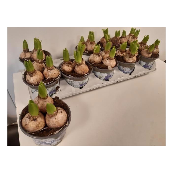 <h4>Hyacin White Pearl</h4>