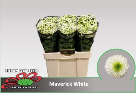 <h4>CHR S MAVERICK WHITE</h4>