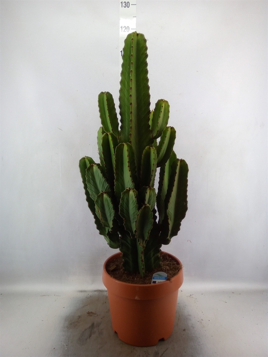 <h4>Euphorbia ingens</h4>