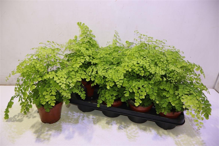 <h4>Adian Rad Fragrans</h4>