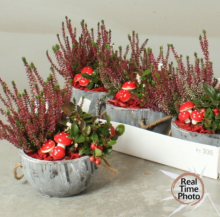 <h4>ARR TUINPLANTEN</h4>