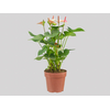 ANTHURIUM PRINCE AMALIA ELEGANCE P17