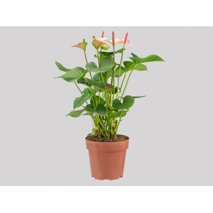 ANTHURIUM PRINCE AMALIA ELEGANCE P17