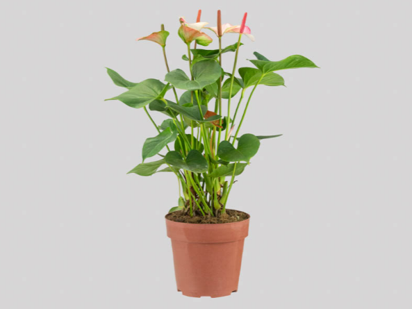 <h4>ANTHURIUM PRINCE AMALIA ELEGANCE P17</h4>