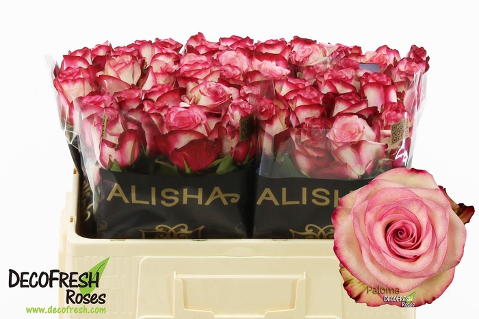 <h4>R Gr Paloma</h4>