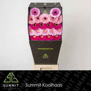 Germini Mix 3 kleuren Diamond per kaart