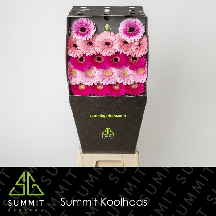 <h4>Germini Mix 3 kleuren Diamond</h4>