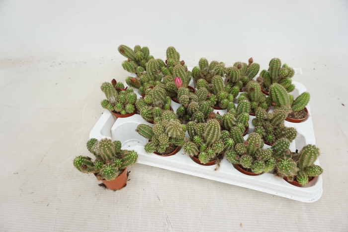 <h4>CHAMAEC UBINK CERISE</h4>