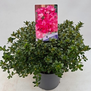 Rhododendron (AJ) 'Anouk'