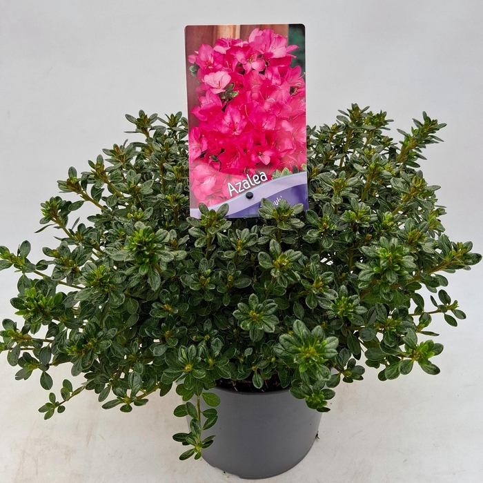 <h4>Rhododendron (AJ) 'Anouk'</h4>