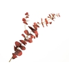 Eucalyptus Cinerea Red