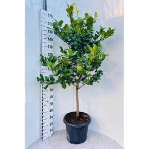 Citrus limone Lemon on stem