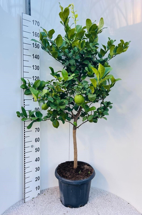 <h4>Citrus limone Lemon on stem</h4>