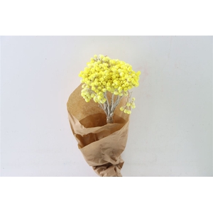 Dried Immortellen 10pcs Yellow Bunch Paper