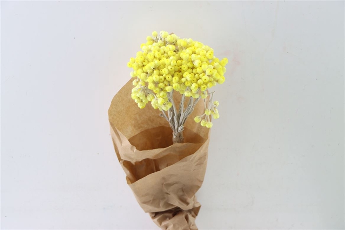 <h4>Dried Immortellen 10pcs Yellow Bunch Paper</h4>