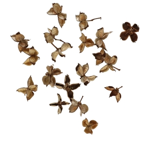 Droogdeco Cotton pods 150g