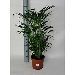 CHAMAED CATARACTARUM