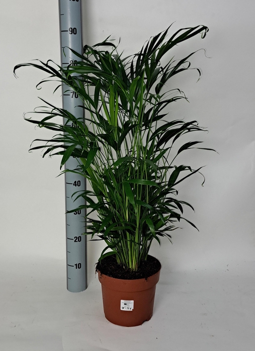 <h4>CHAMAED CATARACTARUM</h4>