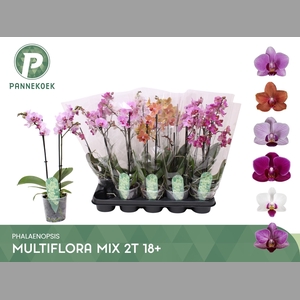 PHAL MF GEM 5 KL