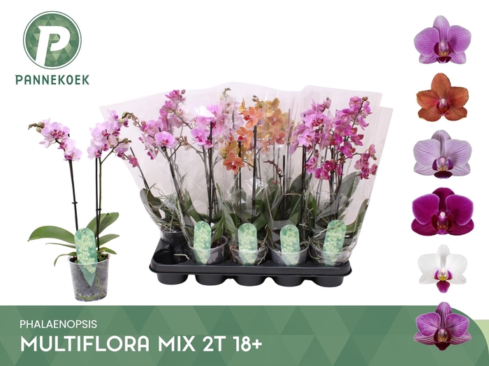 <h4>PHAL MF GEM 5 KL</h4>