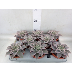 Echeveria   ...