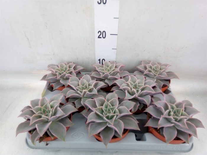 <h4>Echeveria   ...</h4>