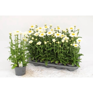 LEUC S DWARF SNOW LA