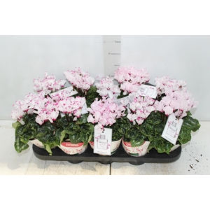 CYCLAMEN ABSOLU DE MOREL P11