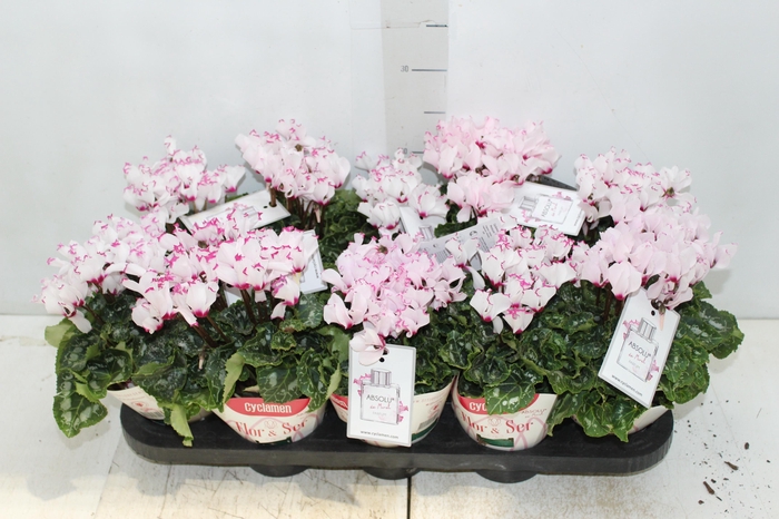 <h4>CYCLAMEN ABSOLU DE MOREL P11</h4>