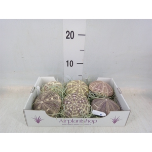 Tillandsia usneoides