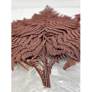 GESTABILISEERD VAREN BRUIN