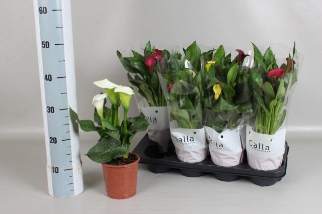 <h4>ZANT GEM 5 KL</h4>