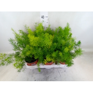 Asparagus dens. 'Sprengeri'