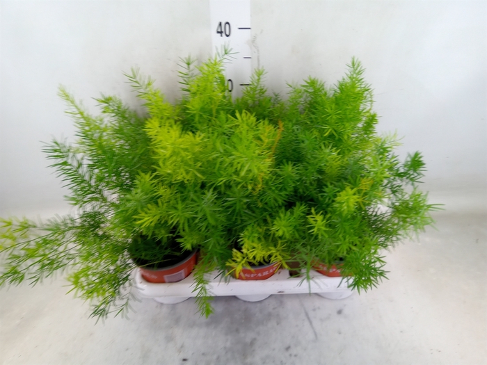 <h4>Asparagus dens. 'Sprengeri'</h4>