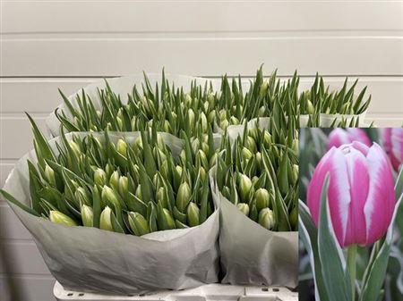 <h4>Tu En Mark Design</h4>