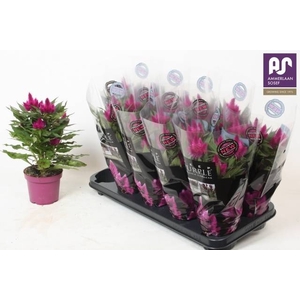 CEL DEEP PURPLE