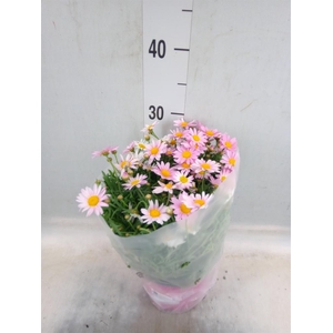 Argyranthemum   ...
