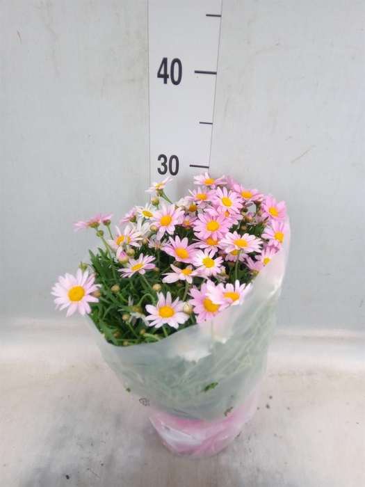 <h4>Argyranthemum   ...</h4>