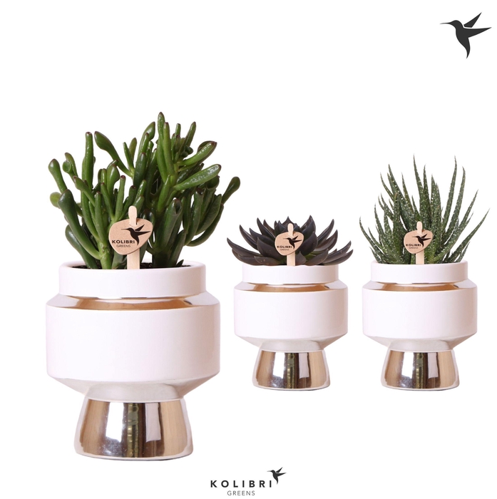 <h4>Kolibri Greens Succulenten mix in Le Chic pot silver</h4>