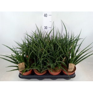 Sansevieria  'Fernwood'
