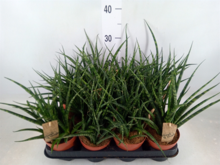<h4>Sansevieria  'Fernwood'</h4>