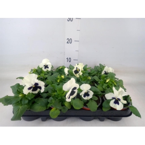 Viola wr. 'Colossus White wBlotch'