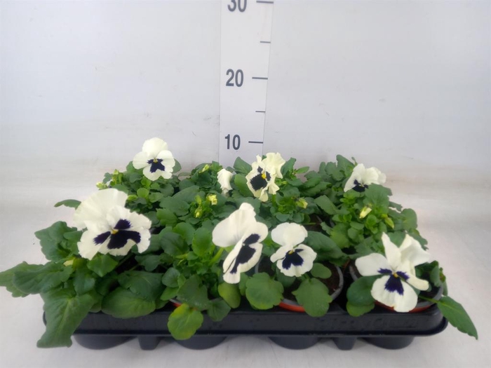 <h4>Viola wr. 'Colossus White wBlotch'</h4>