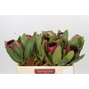 Protea Barbigera Early Mountain Queen
