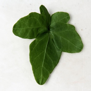 HEDERA HELIX Gitte 9 cm