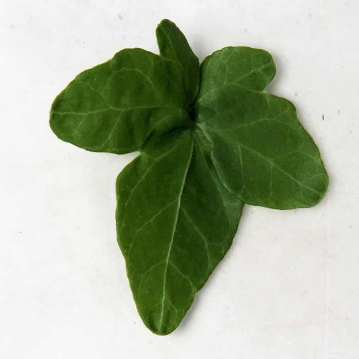 <h4>HEDERA HELIX Gitte 9 cm</h4>