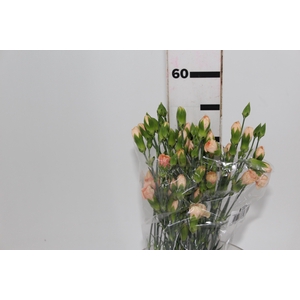 CRAVO SPRAY HAMADA 060 CM