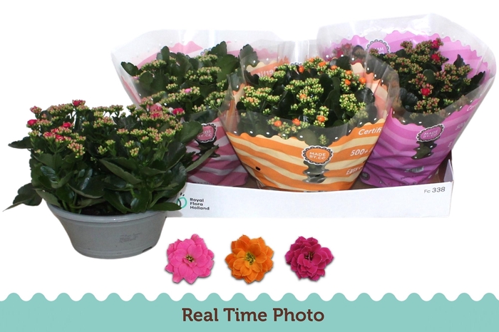 <h4>KAL GE GEM 3 KL</h4>