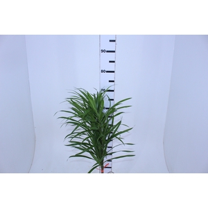 FOLHAGEM DRACENA PLEOMELE FITA